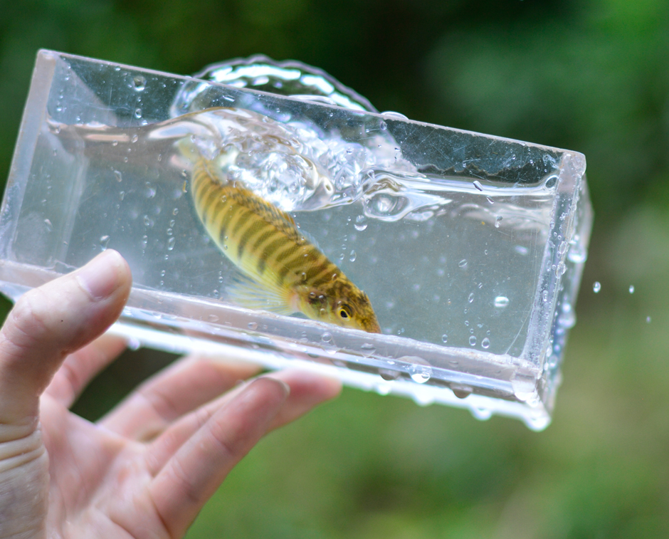 A Mobile Logperch in the Etowah River. Mobile Logperch are native to the Mobile River basin.