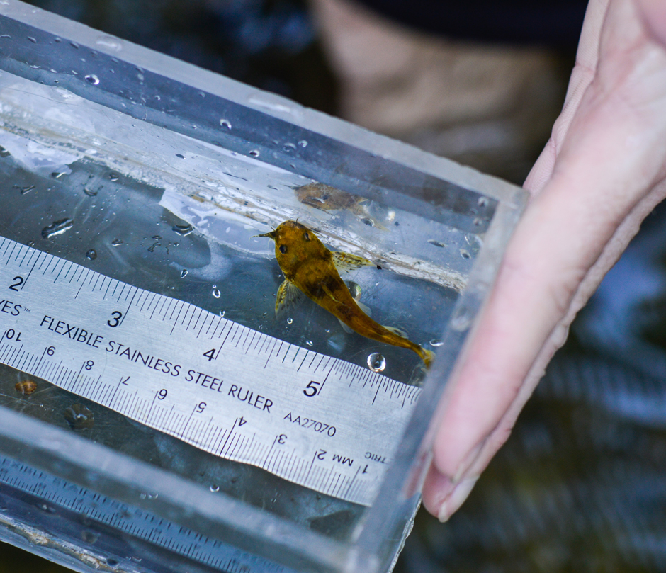 Frecklebelly Madtom observed in the Etowah River, GA. Fish were handled with permits.