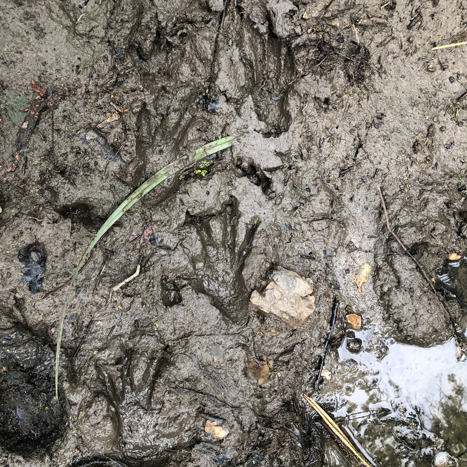Beaver footprints in their enclosure. Beavers have short limbs, with large, webbed hind feet to aid swimming.
