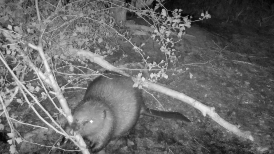A beaver attempts to pick up a large stick from a recently felled tree.