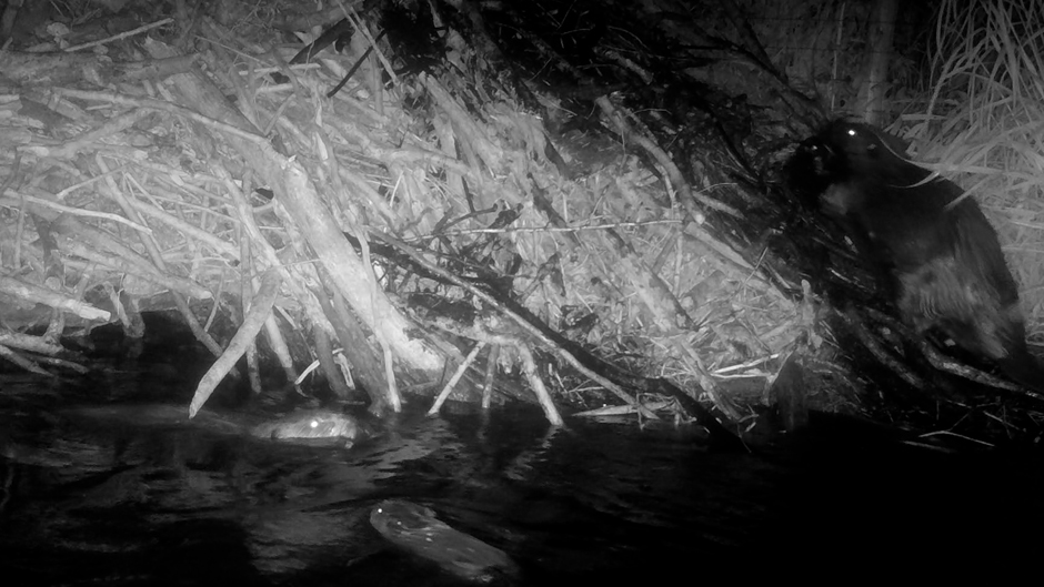 Two beavers swim as another carries material onto the lodge. Beavers can carry surprisingly heavy loads by tucking objects under their chin and holding them in their front paws as they walk on their hind legs–as this beaver was seen doing.