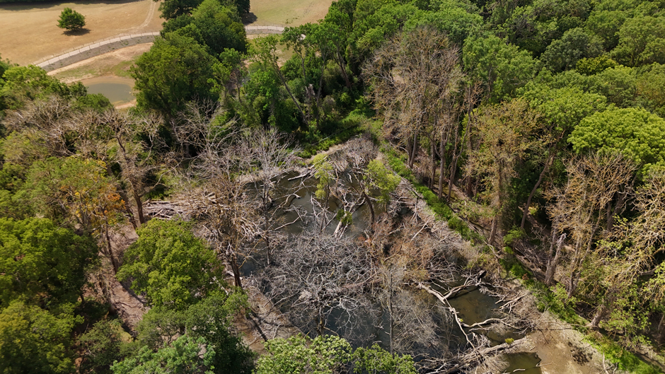 An aerial view of the beaver enclosure at Forty Hall, showing the main pond in the foreground–with the two lodges in the top left corner–and the newer pond in the expanded enclosure at the top.