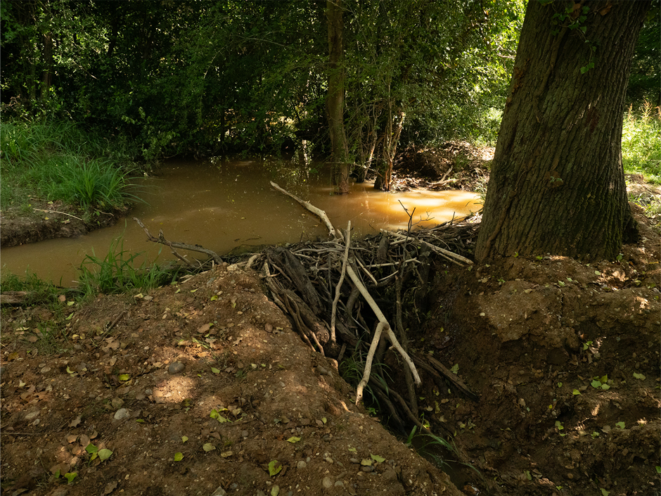 A small but effective beaver dam. This would take approximately an hour for a beaver to build.