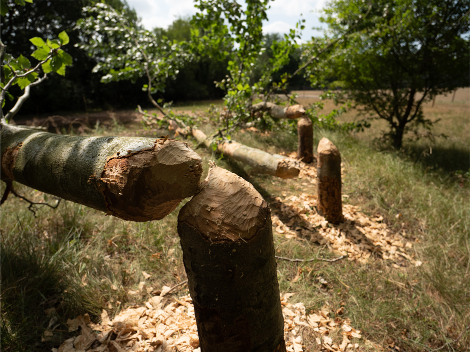 Beavers fell trees to access their primary food source and to access materials to build dams. The teeth marks on the tree help the team identify which beaver’s handiwork it is, and the height of the felling point is a good proxy for estimating beaver size.