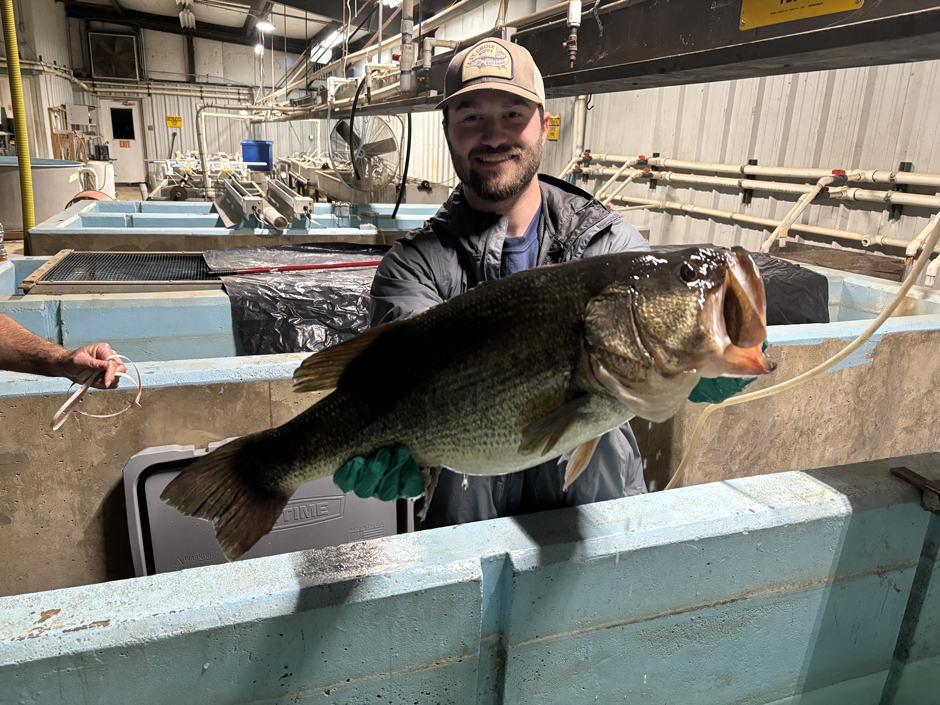 A 10.5-lb Florida Bass used for spawning at the Joe Hogan State Fish Hatchery.
