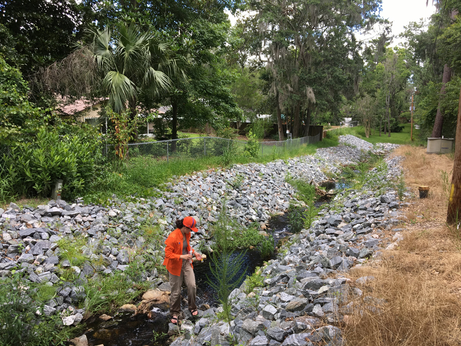 University of Florida summer undergraduate researcher Morgan Gallagher collects a water sample from a stream restoration project in Gainesville, FL as part of her Summer Undergraduate Research Fellowship in the Urban Ecosystem Ecology Lab.