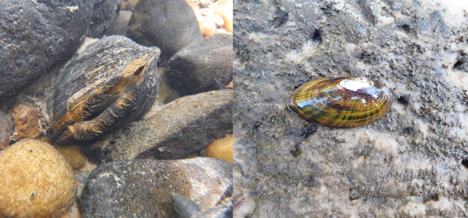 (Left) A Finelined pocketbook mussel in Bibb County, Alabama. (Right) A Hamiota australis in Conecuh River, Alabama. 