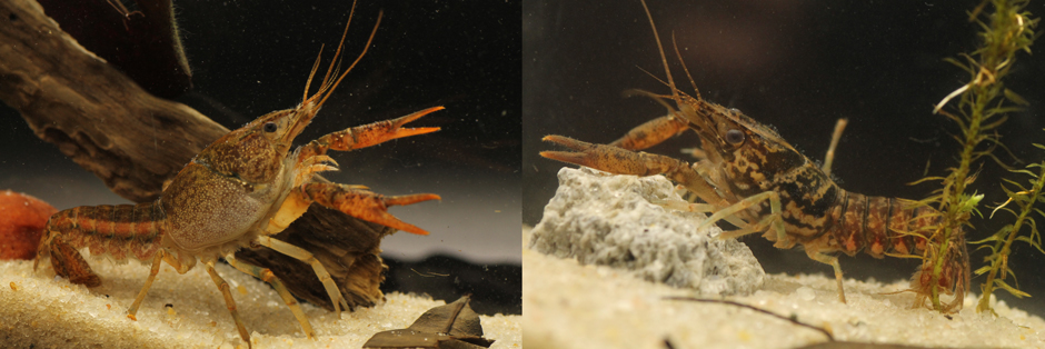 (Left) A native Sandhills crayfish and (right) a Waccamaw Crayfish.