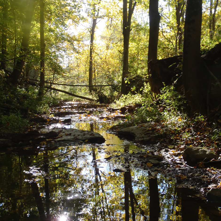 A stream at W&J’s Abernathy Field Station.