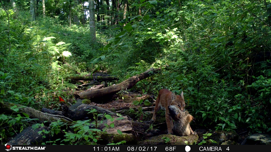 Bobcat (Lynx rufus) with Groundhog (Marmota monax).