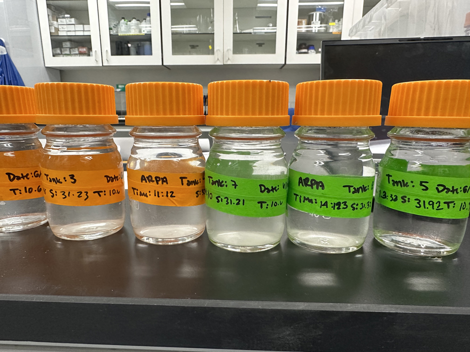 Total alkalinity/dissolved inorganic carbon samples with increasing amounts of precipitation from laboratory OAE experiments.