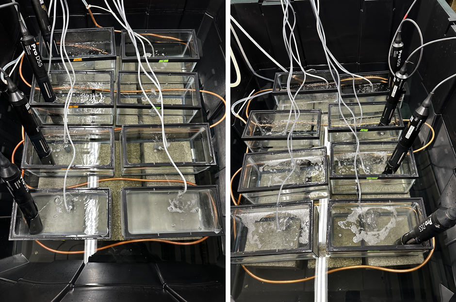 YSI ProDSS sondes in tanks collecting salinity, temperature, pH, and turbidity measurements during laboratory OAE experiments.