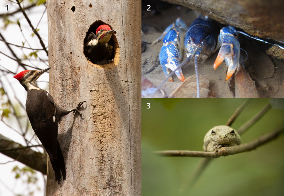 Some of the fauna at W&J’s Abernathy Field Station. (1) Pileated Woodpecker (Dryocopus pileatus), (2) Monongahela Crayfish (Cambarus monongalensis) and (3) the Gray or Cope’s Tree Frog (Dryophytes sp.).