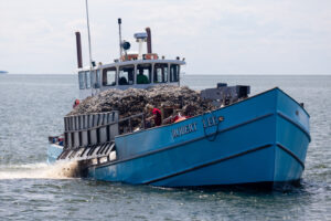 A boat carrying juvenile oysters for planting in the Manokin River.