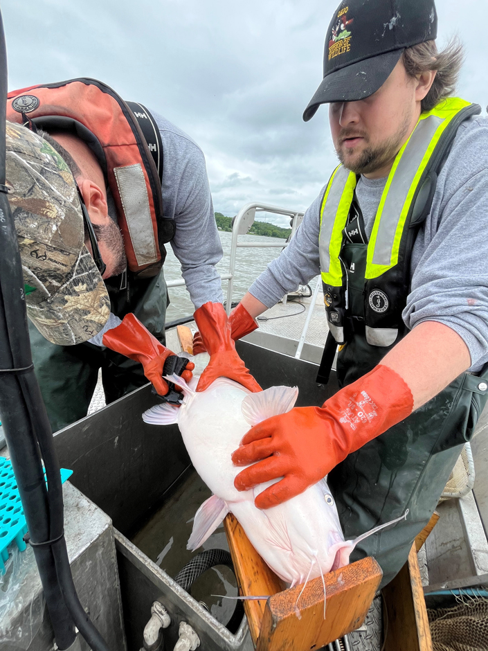 Inland Fisheries Research Unit staff marking a Blue Catfish with a passive integrated transponder (PIT) tag for a research project.