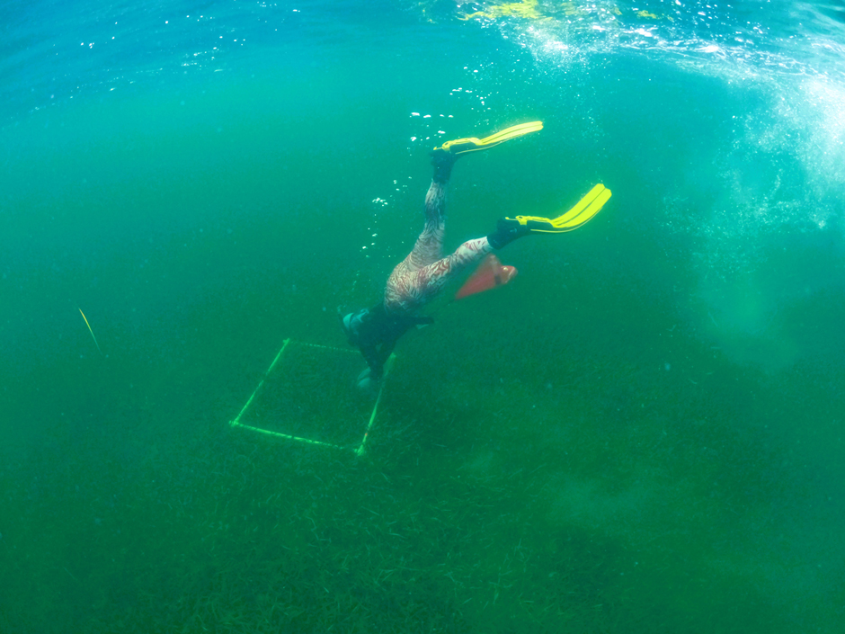 PhD student Finella Campanino collects sediment from within the seagrass quadrat for isotope analysis.