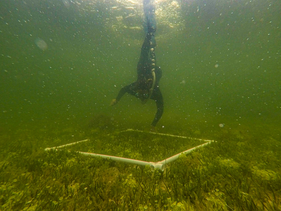 Biologist Morgan Edwards assesses the percent cover of seagrasses and algae within a quadrat.