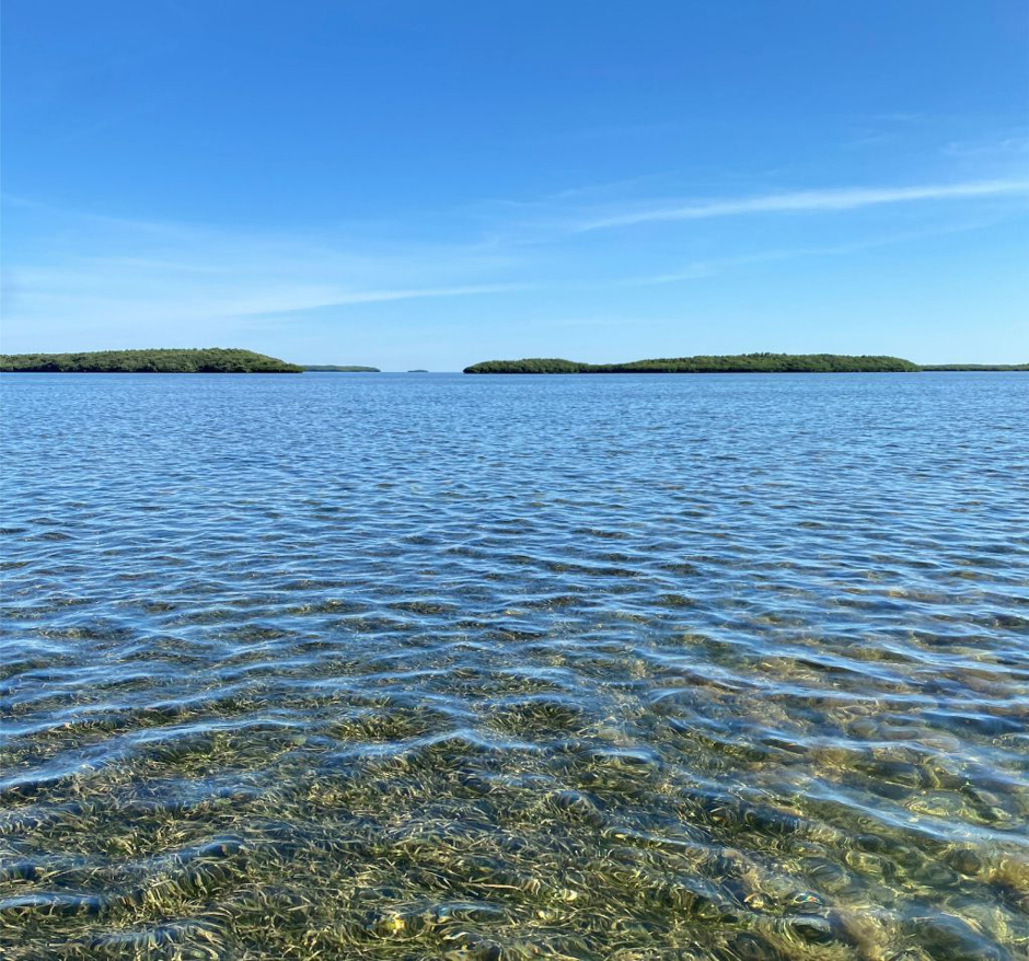 The Nature Coast Aquatic Preserve has hundreds of thousands of acres of seagrass meadow.