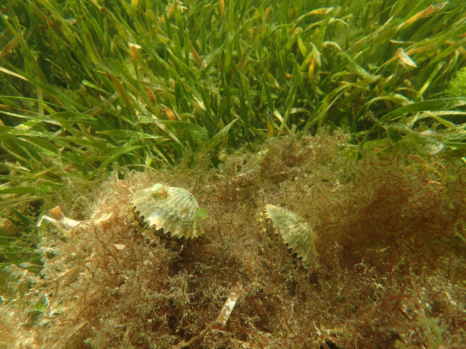 Scallops in a seagrass meadow in the Nature Coast Aquatic Preserve.