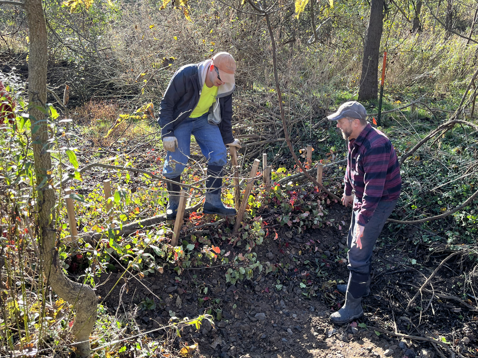 Matt Wilson and Mark Cline weaving Callery pear between stakes during install.