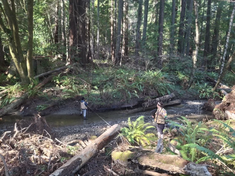 Restoring a California Creek Enhances Salmonid Habitat in Redwood Forests